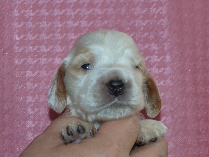 3. fenka - žlutá.JPG